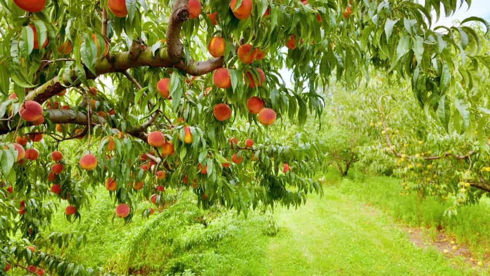 bea gomosis-melocotonero